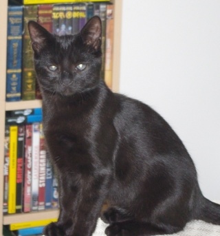 Excalibur, chaton noir de 3 mois et demi au 22 aout 2009 Imgp2129