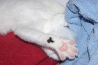 Easy, jeune chat  blanc et tigré, né en avril 2009 Parle_10
