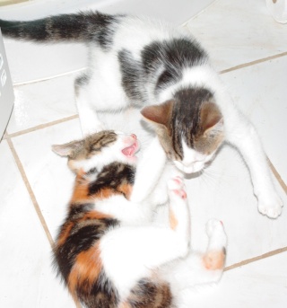Easy, jeune chat  blanc et tigré, né en avril 2009 Yoko_w10