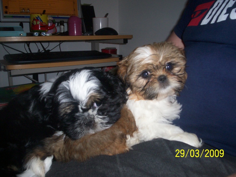 nos Shi tzu 100_3516