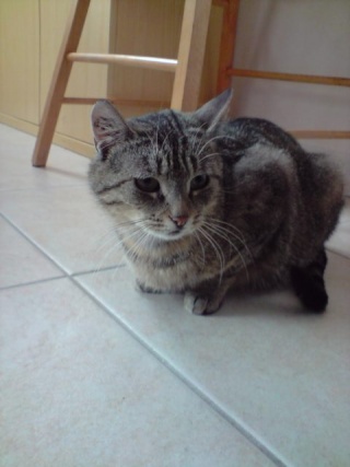 Néphrys, jolie chatte tigrée, très gentille - 2 ans en 2009 Candic57