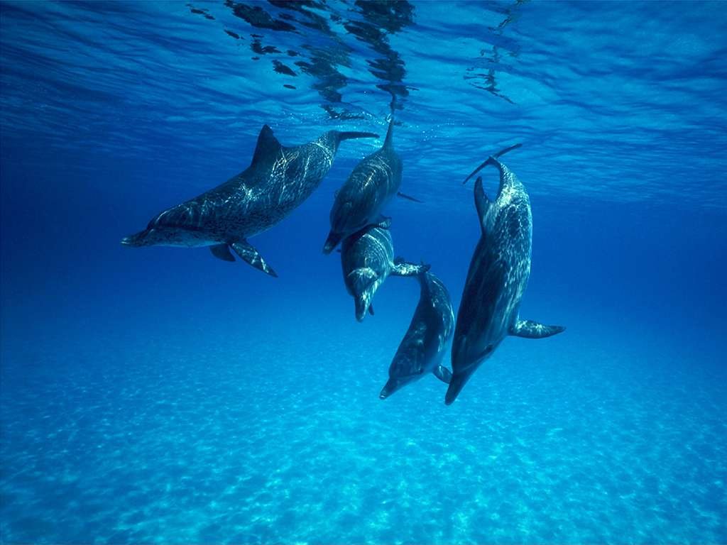 Les dauphins. Fondau20