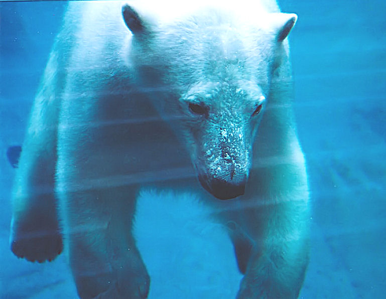 les ours polaires Parc_a10