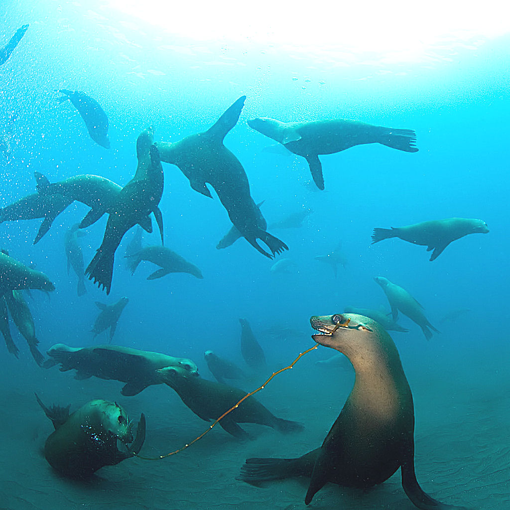 Les phoques sous l'eau. Seal_p10