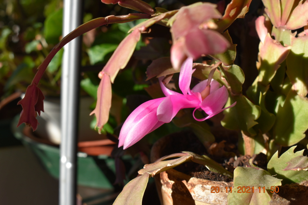 Schlumbergera  Schlum11