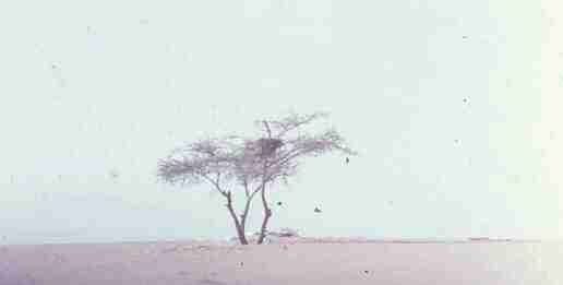 L'arbre du Ténéré Arbret10