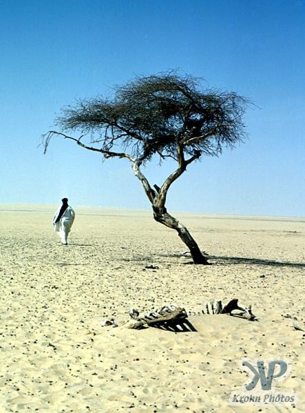 L'arbre du Ténéré Cd100010