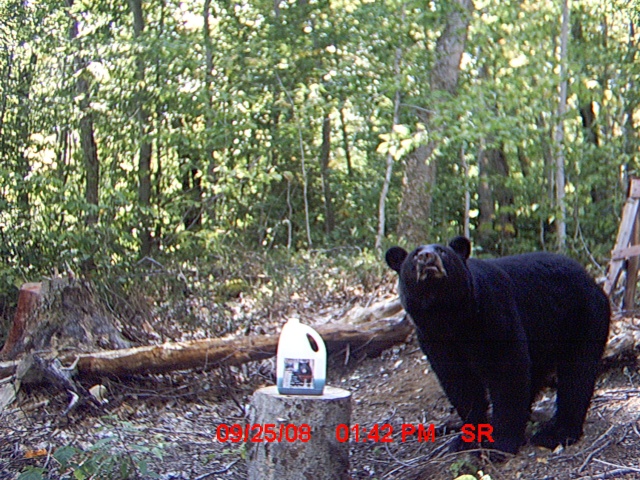 Photos d'ours....la chasse s'en vient. Photo_21