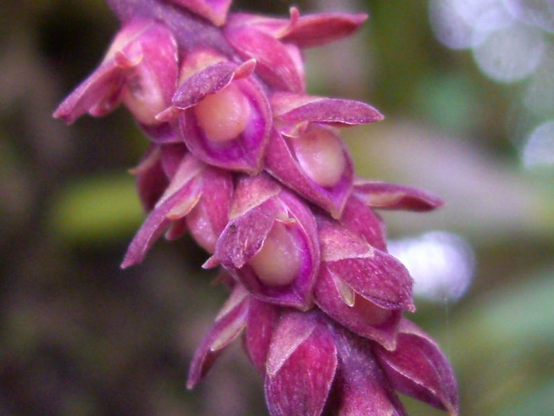 orchidees reunionnaises Bulbop16