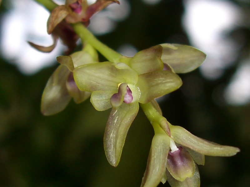 Bulbophyllum herbula Cimg0024