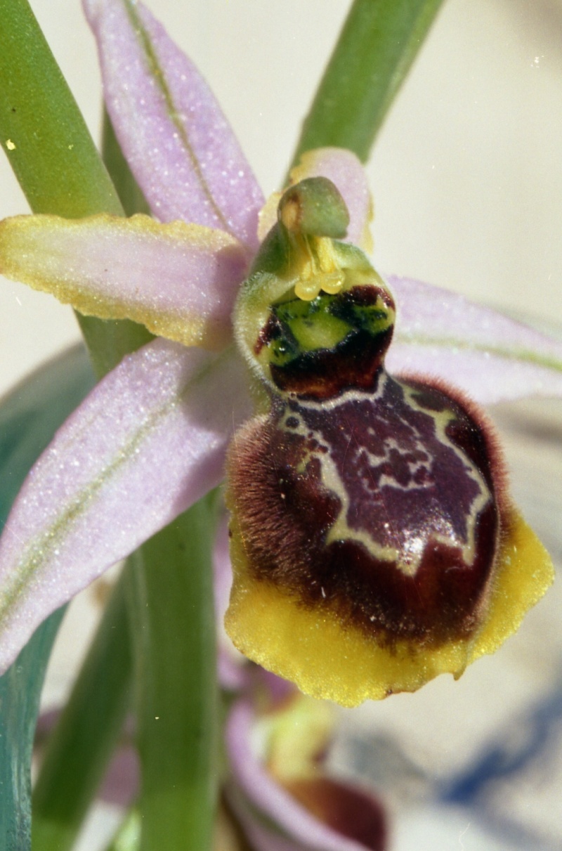 ophrys  splendida-provence Ophrys10