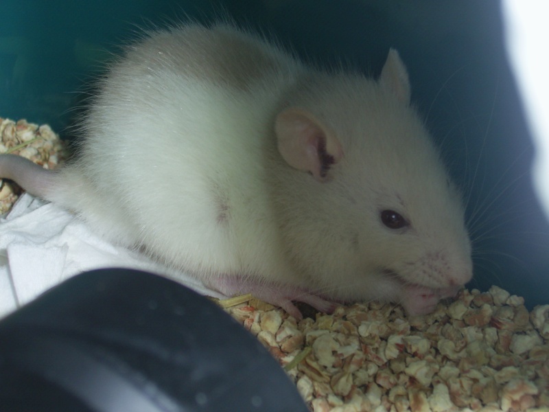 [recherche] photo de rat pour projet de bac - Page 3 Sa401516