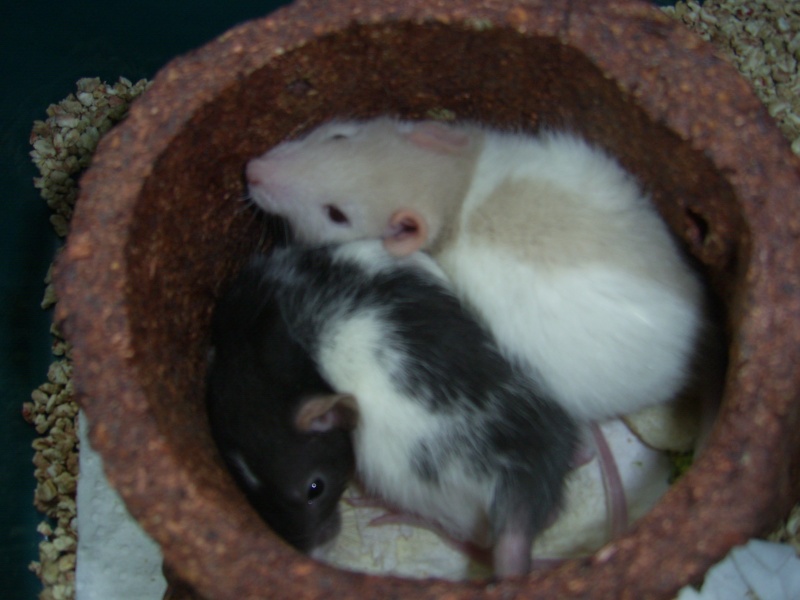 [recherche] photo de rat pour projet de bac - Page 3 Sa401517