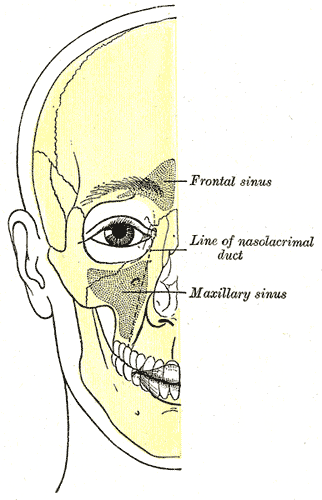 Maxillary sinus Gray1110