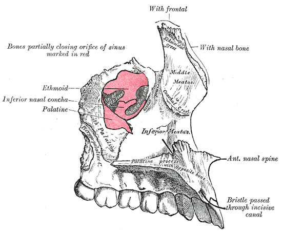 Maxillary sinus Gray1510