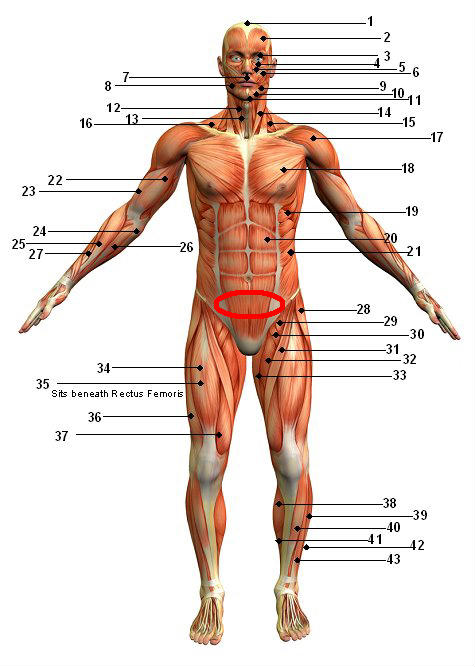 Excercises for a specific muscle area... Muscul10