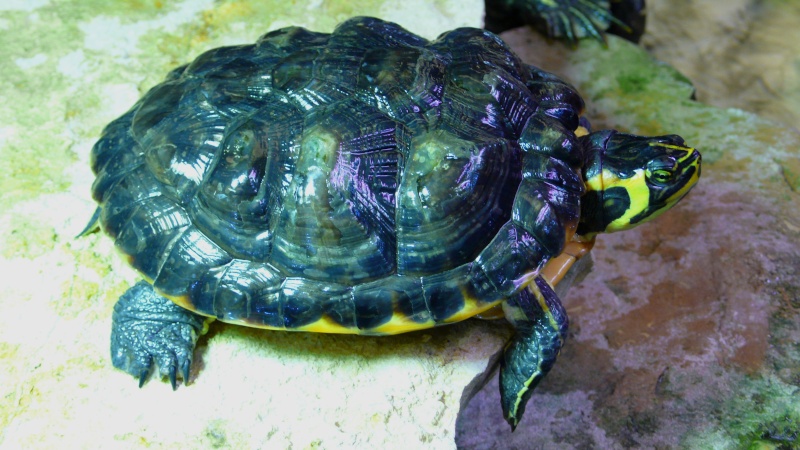 Identification de deux tortues d\'eau Tortue10