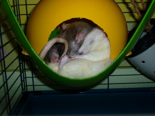 [Adoptés] Elliott et Dexter, rats, Refuge FREE , FA dans le 95 P1010317