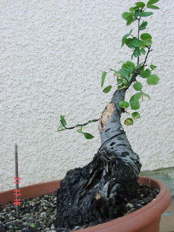 Prunus Mahaleb Yamadori Face211