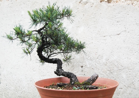 Pinus Sylvestris Sylv_211