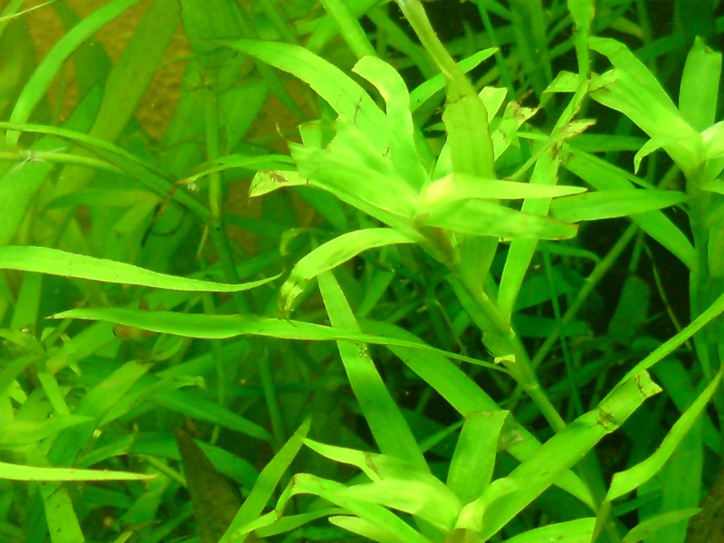 Help Heteranthera zosterifolia qui va mal Dsc00710