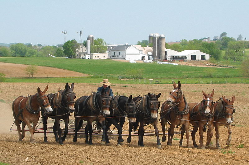 au pays des Amishs Amish811