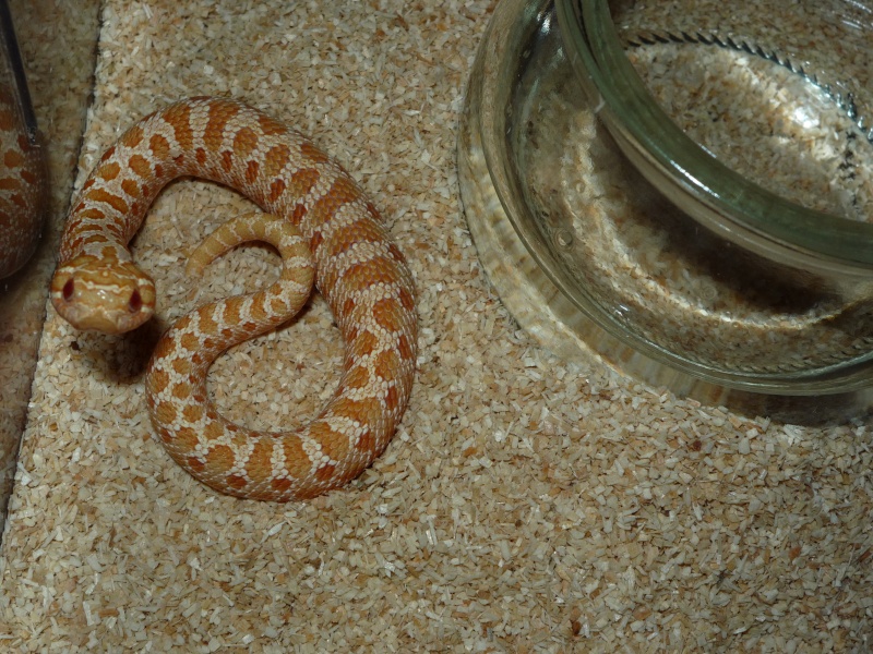 Heterodon nasicus albinos 11_mal11