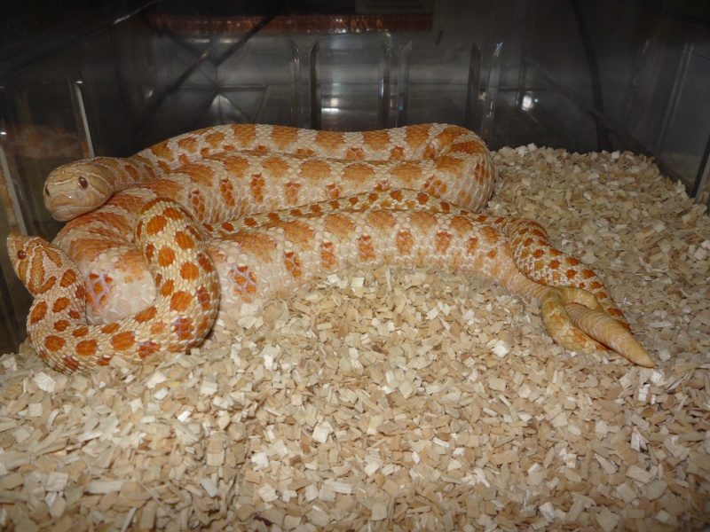 HETERODON NASICUS ALBINOS Accoup10