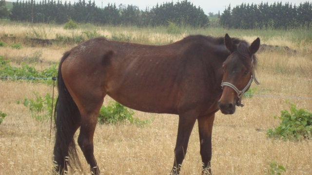 Crevette (renommée pixie), ONC, Sauvée par Lysiante (Juillet 2009) Dsc02211