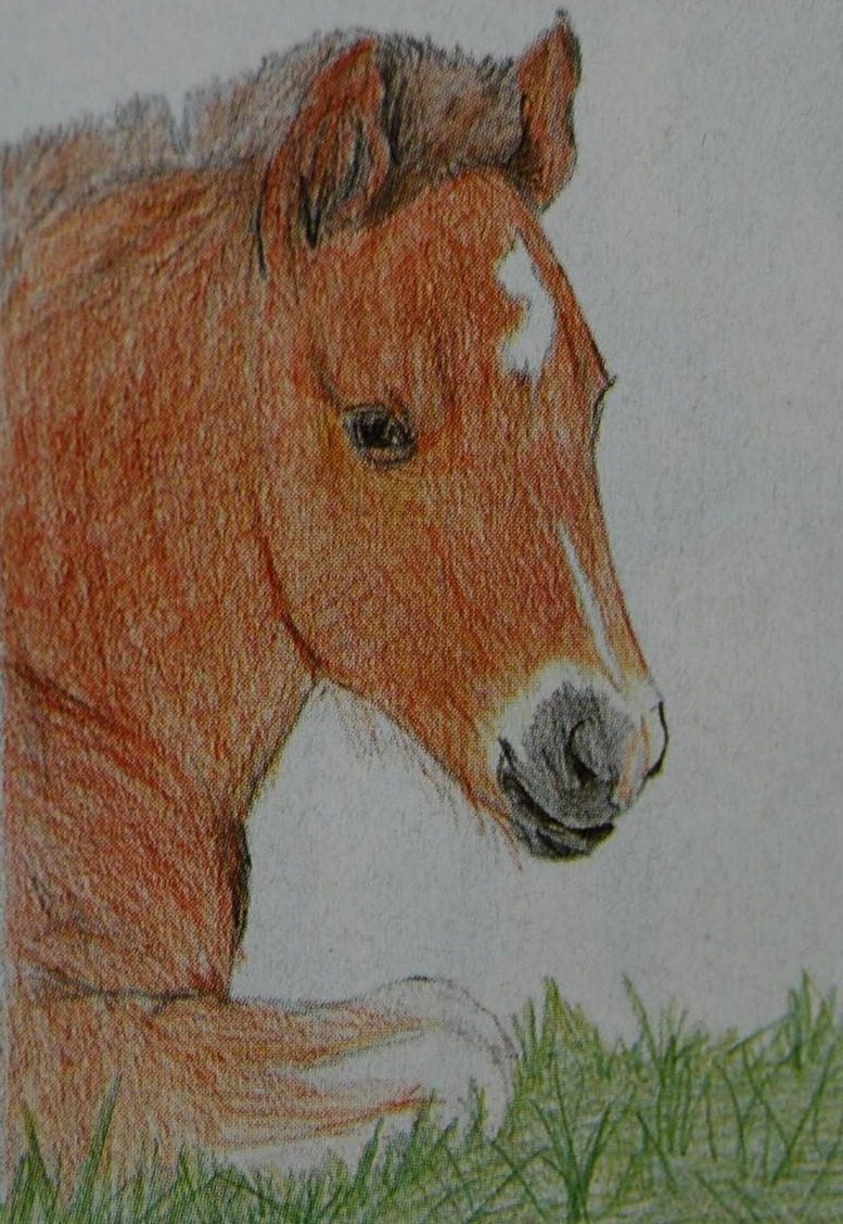 pti chevaux/poney par roulie Dsc_0717