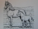 pti chevaux/poney par roulie - Page 3 Rscn1513