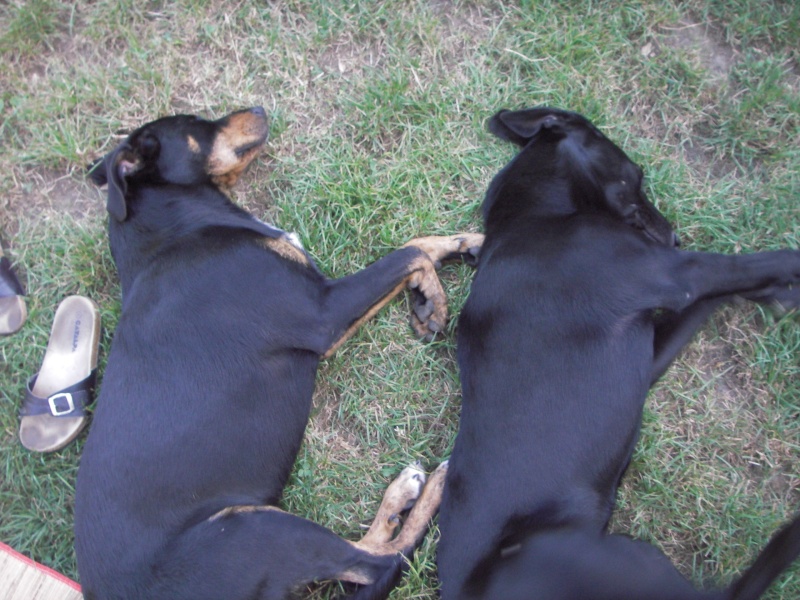 poulos croisé labrador/border mâle de 7/8 mois      adopté ;) Imgp3214