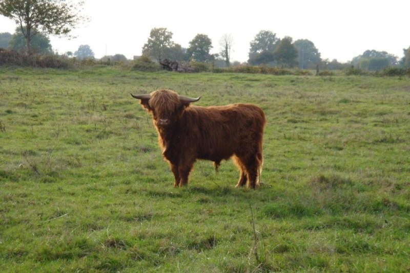 Chose promise .. les Highland Cattle Dsc08212