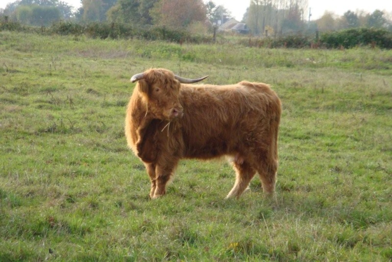 Chose promise .. les Highland Cattle Dsc08213