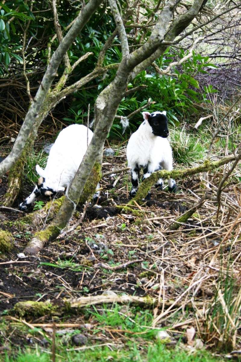 Scottish Blackface Img_0910