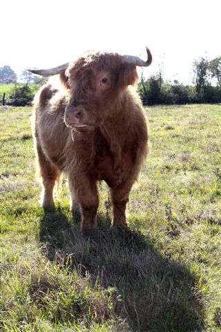 Chose promise .. les Highland Cattle Photo_35