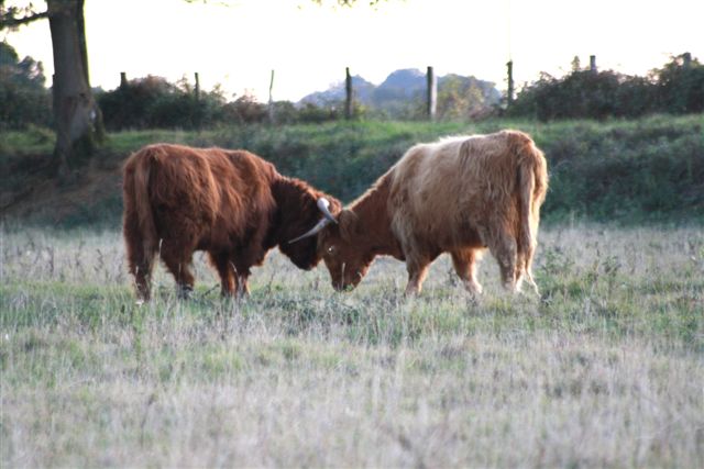 Chose promise .. les Highland Cattle Photo_38