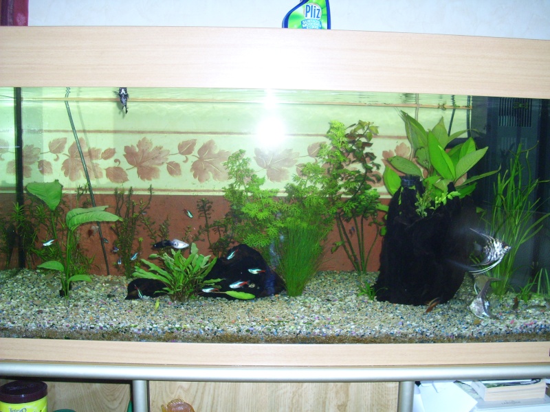 Mon aquarium de 180 litres - Page 2 Img_0214