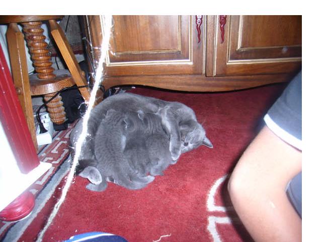 Femelle type chartreux Adulte doit changer de famille Shai11