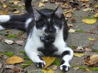 Eomer chaton noir et blanc d'un mois  et demi au 22 juin 2009 - Page 2 P1020211