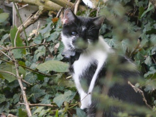 Eomer chaton noir et blanc d'un mois  et demi au 22 juin 2009 - Page 2 P1020214