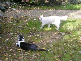 Eomer chaton noir et blanc d'un mois  et demi au 22 juin 2009 - Page 2 P1020217