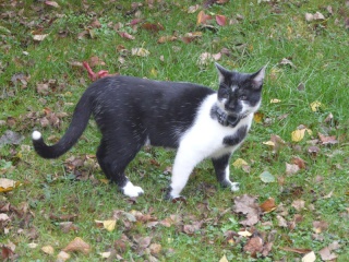 Eomer chaton noir et blanc d'un mois  et demi au 22 juin 2009 - Page 2 P1020218