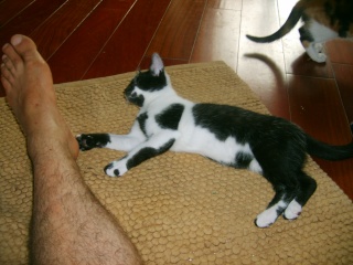 Eomer chaton noir et blanc d'un mois  et demi au 22 juin 2009 S5004118
