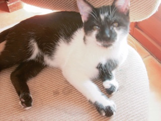 Eomer chaton noir et blanc d'un mois  et demi au 22 juin 2009 S5004221