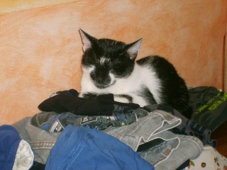 Eomer chaton noir et blanc d'un mois  et demi au 22 juin 2009 S5004315