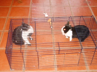 Eomer chaton noir et blanc d'un mois  et demi au 22 juin 2009 - Page 2 S5004318