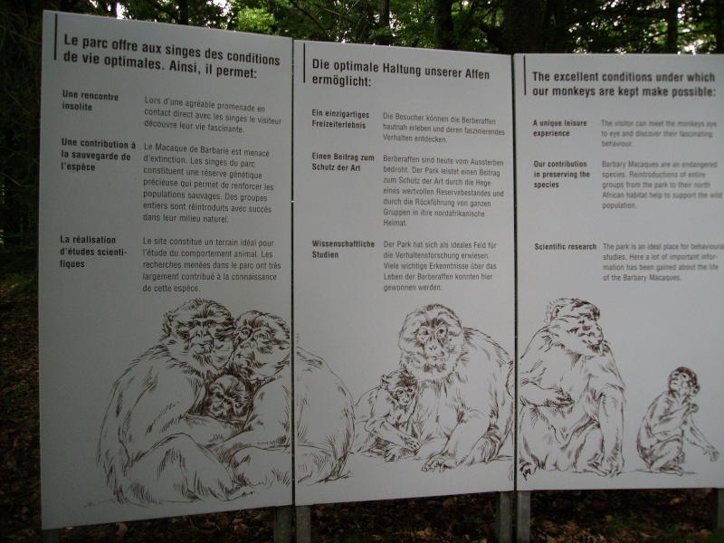 montagne  des singes (kintzheim) Photo_54