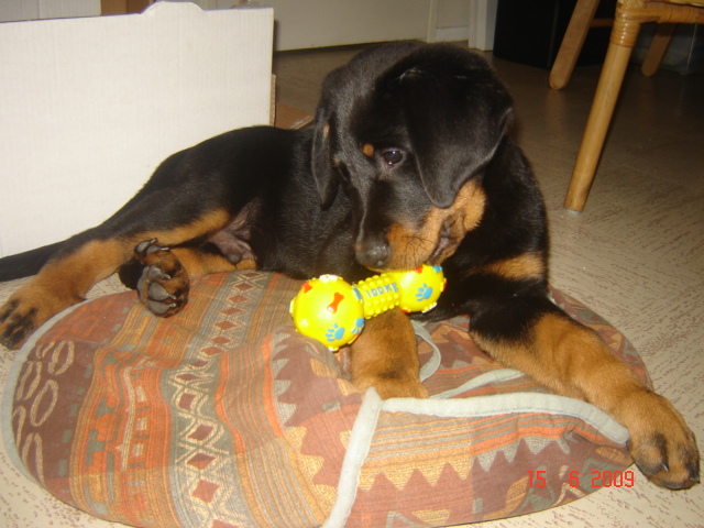 Beauceron, Berger de beauce ou Bas rouge: - Page 3 Eatook11