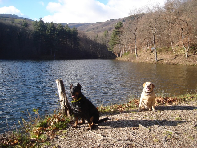 Ah si tous les clubs canins pouvaient ressembler au vôtre... - Page 2 Dsc04211